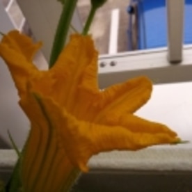 かぼちゃの花の天ぷら レシピ 作り方 By ガブリエル8世 楽天レシピ かぼちゃの花の天ぷら レシピ 作り方 By ガブリエル8世 楽天レシピ
